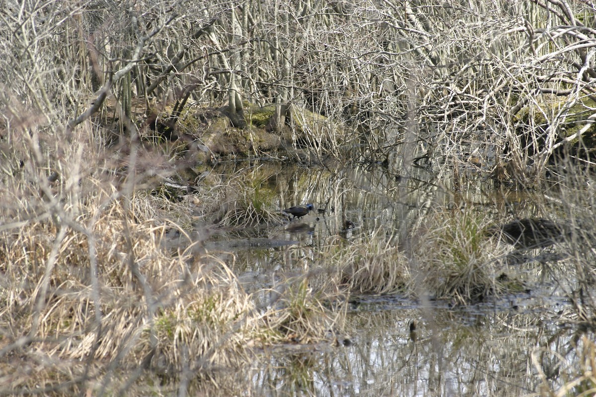 Quiscale bronzé - ML26216321