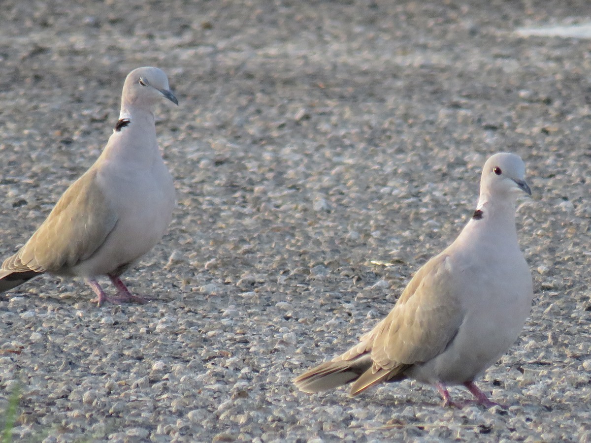 Eurasian Collared-Dove - ML262163301