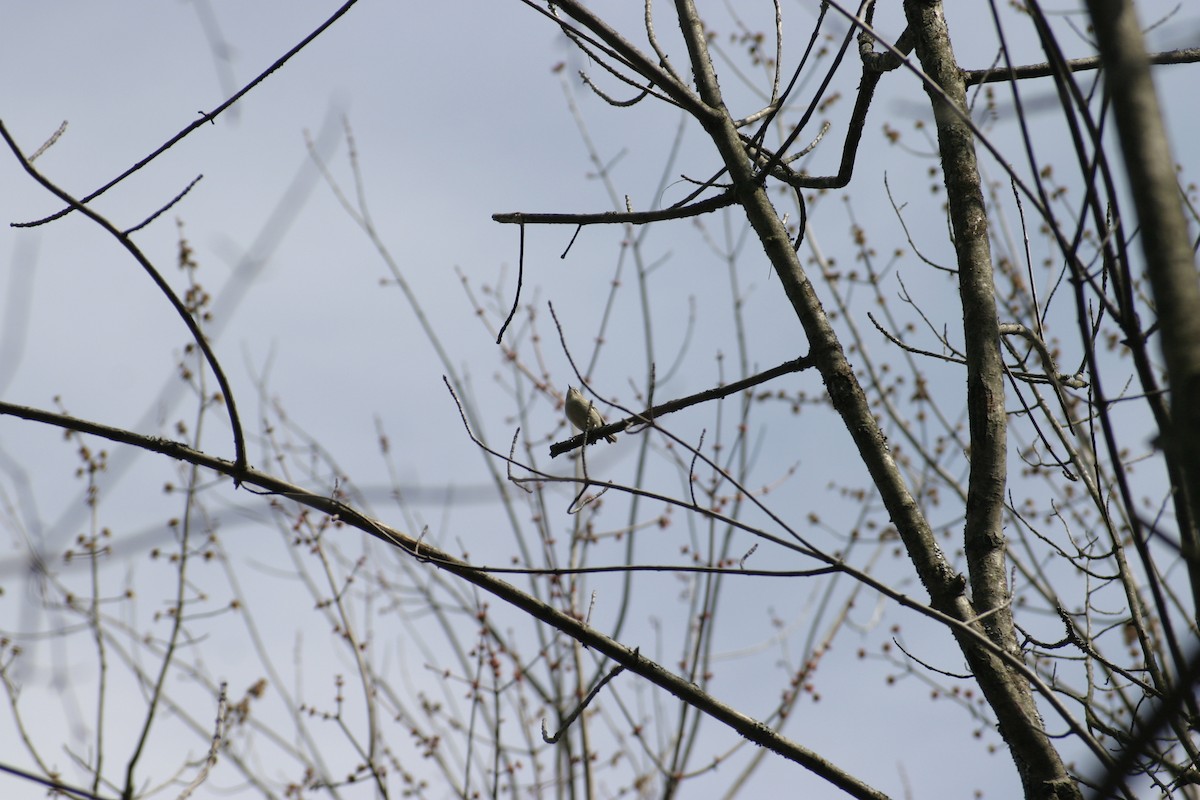 Golden-crowned Kinglet - ML26216331