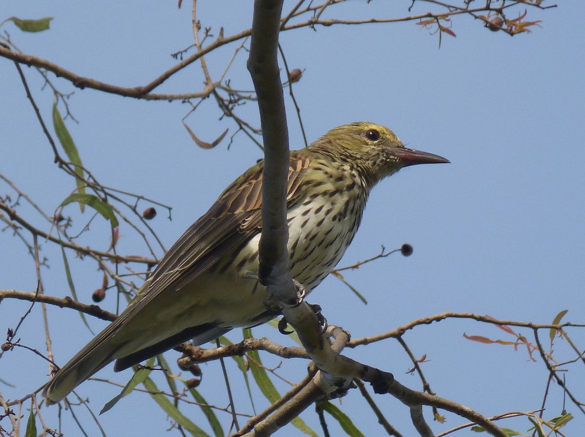 Olive-backed Oriole - ML26216411