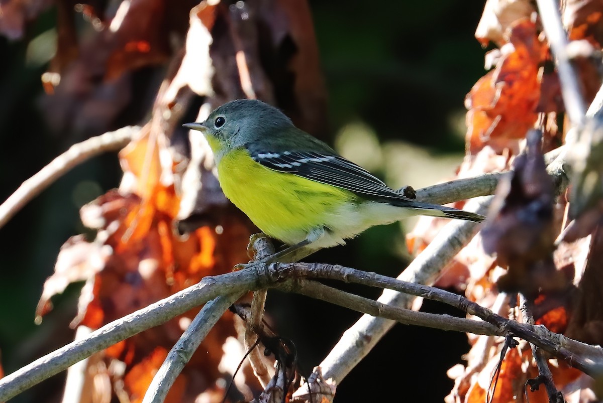 Magnolia Warbler - Suzanne O'Rourke