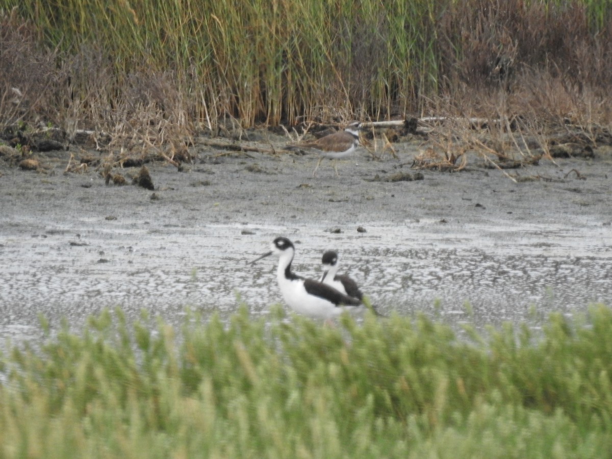 Killdeer - ML262168301