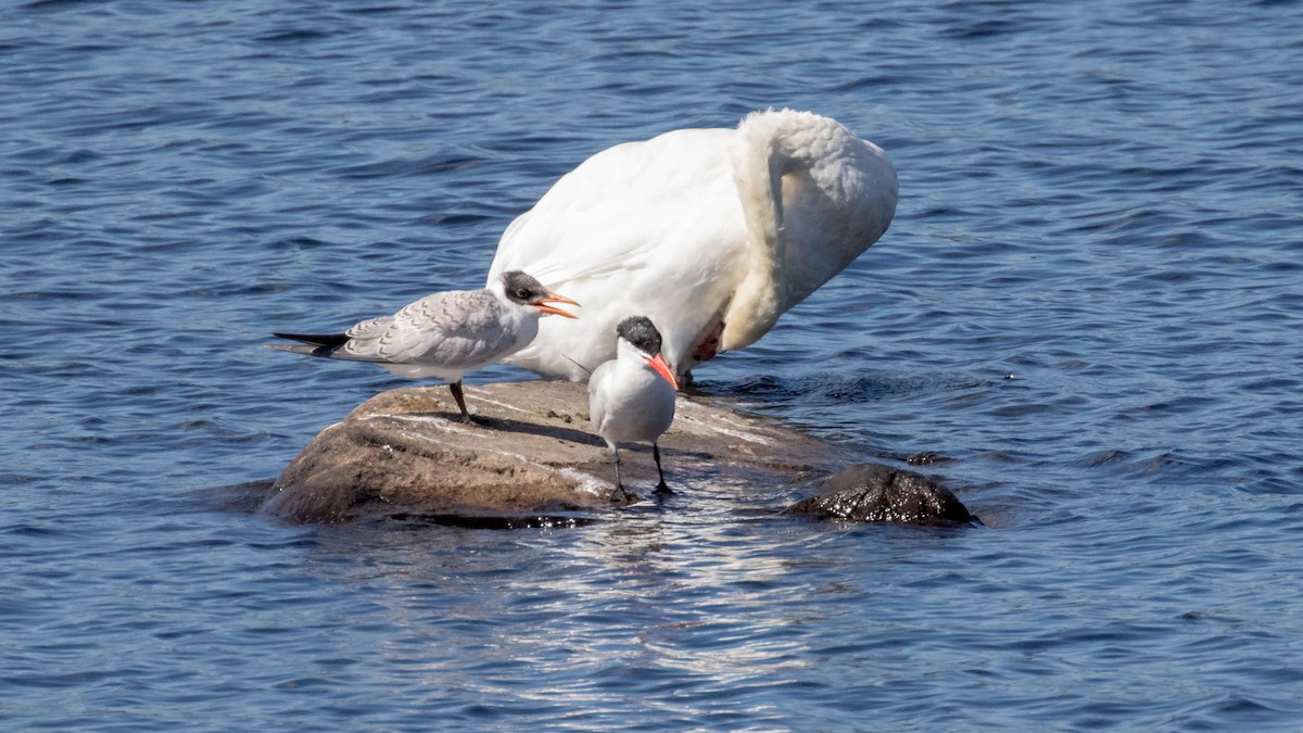 Caspian Tern - ML262171911