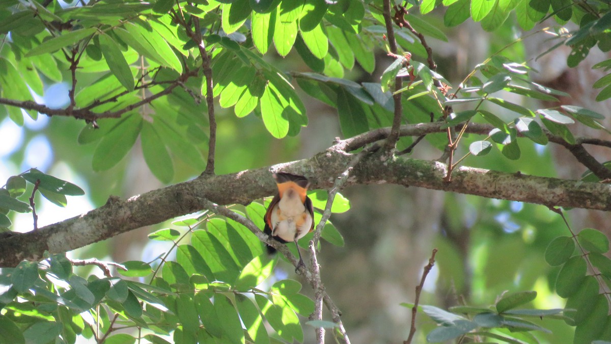 American Redstart - ML262172171