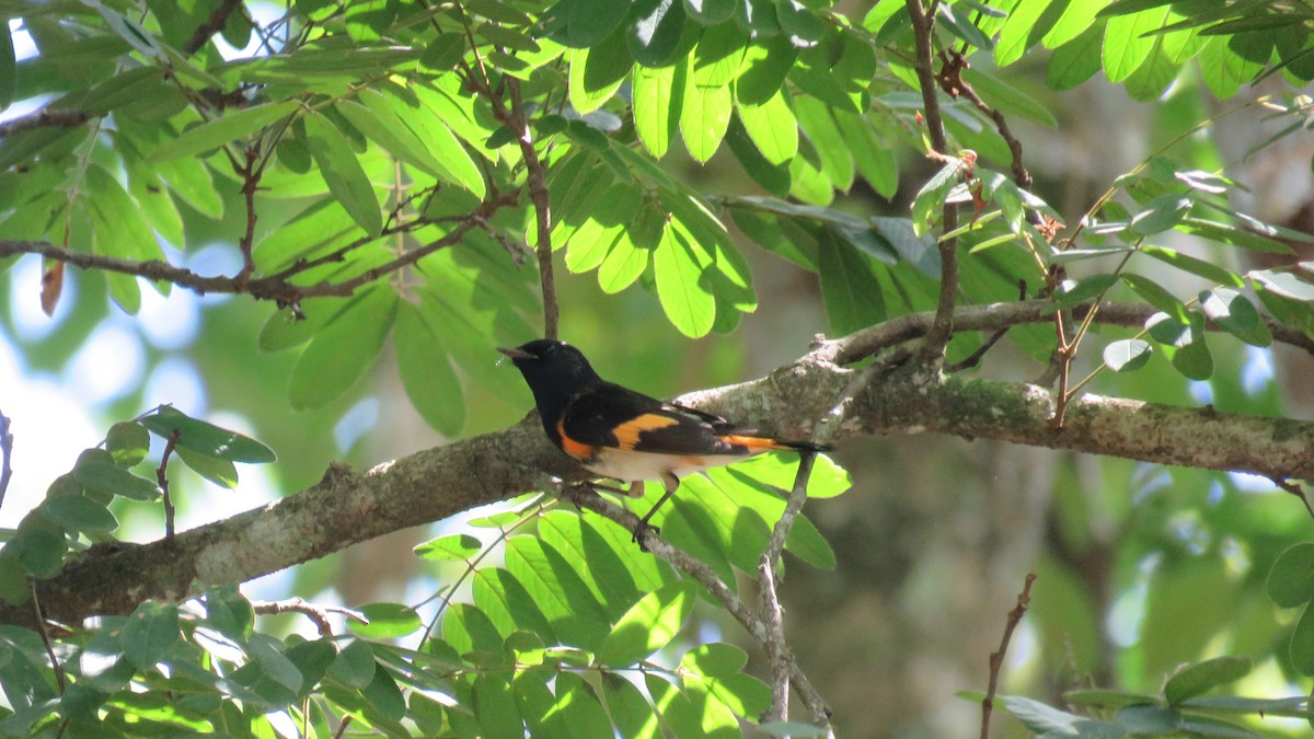 American Redstart - ML262172241