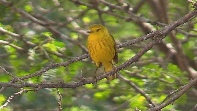 Paruline jaune - ML262173861