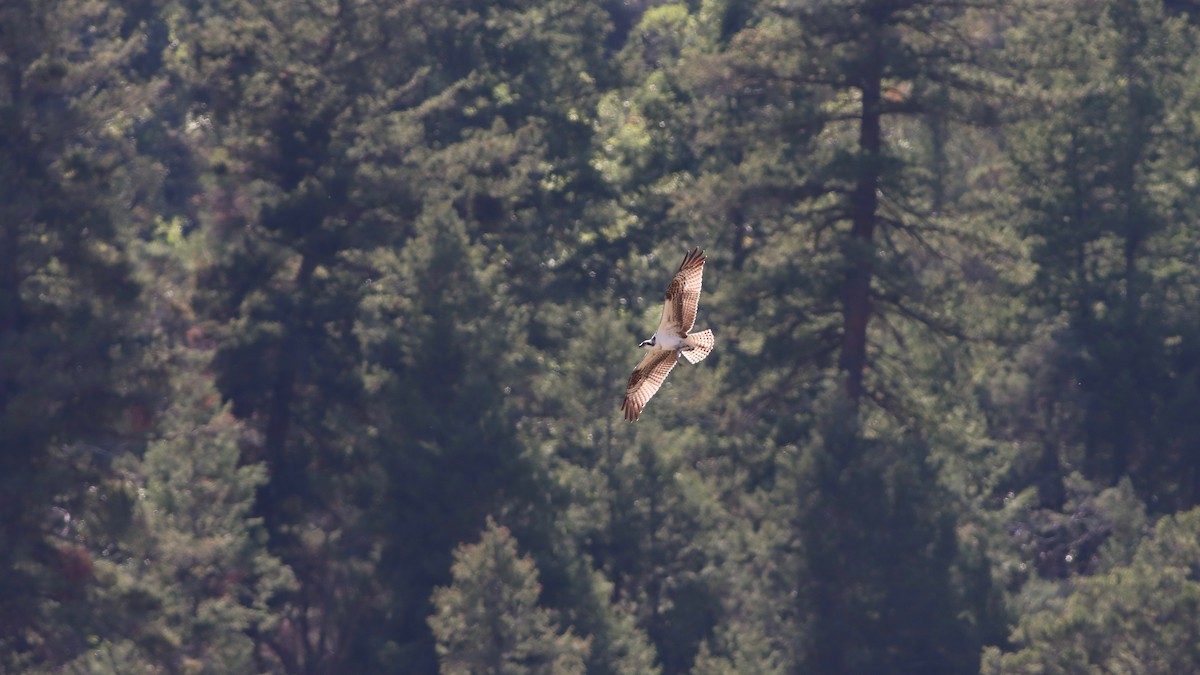 Águila Pescadora - ML262176231