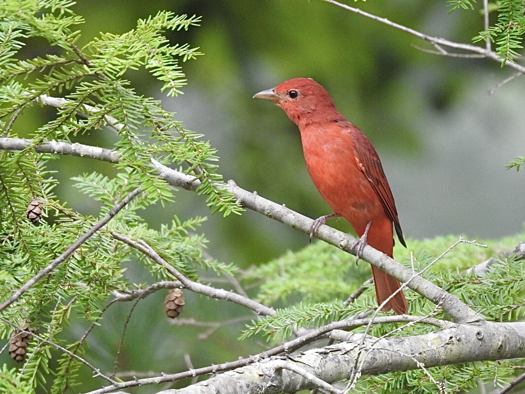 Summer Tanager - Daniel Patrick