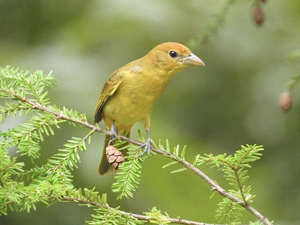 Piranga vermillon - ML262176701
