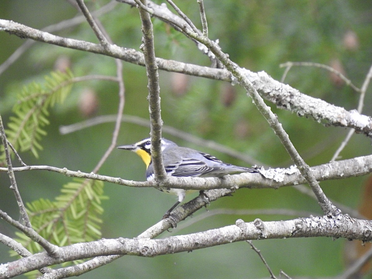 Yellow-throated Warbler - Daniel Patrick