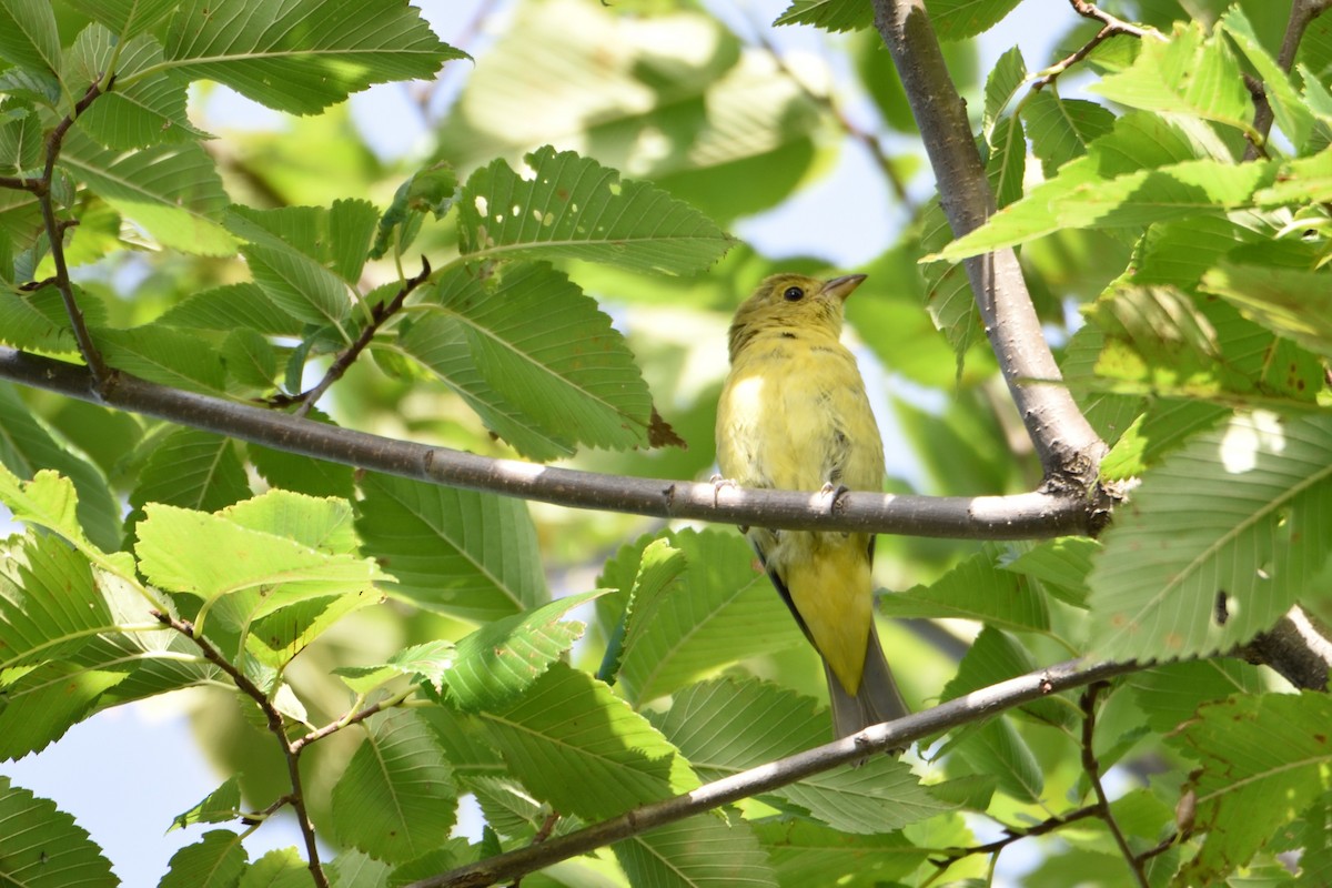 Scarlet Tanager - FELIX-MARIE AFFA'A