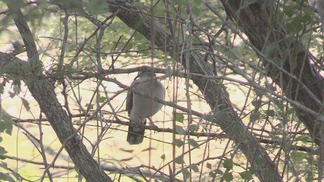 Caribbean Dove - ML262177301