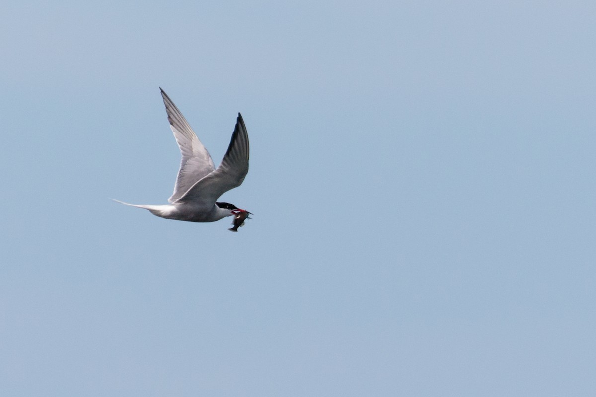 Common Tern - ML262177961