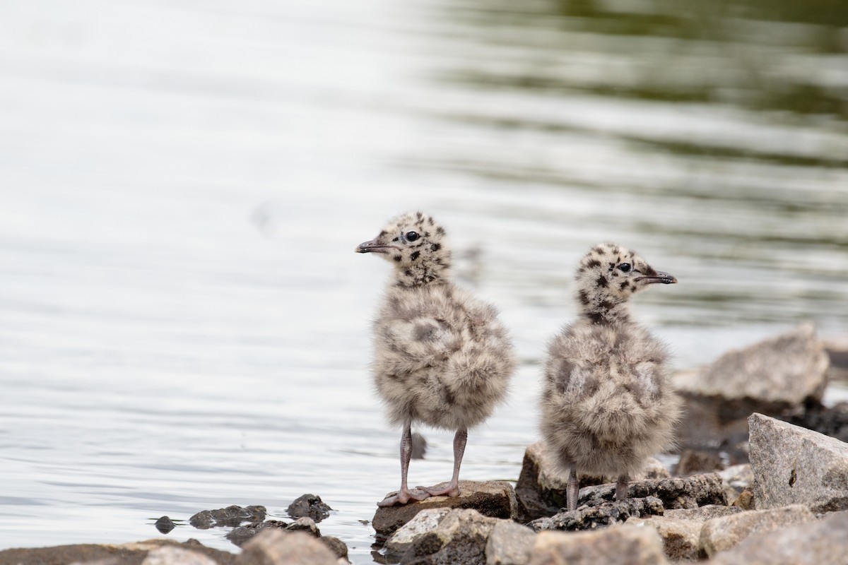 Common Gull - ML262178101