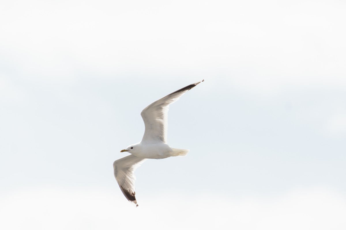 Common Gull - ML262178111