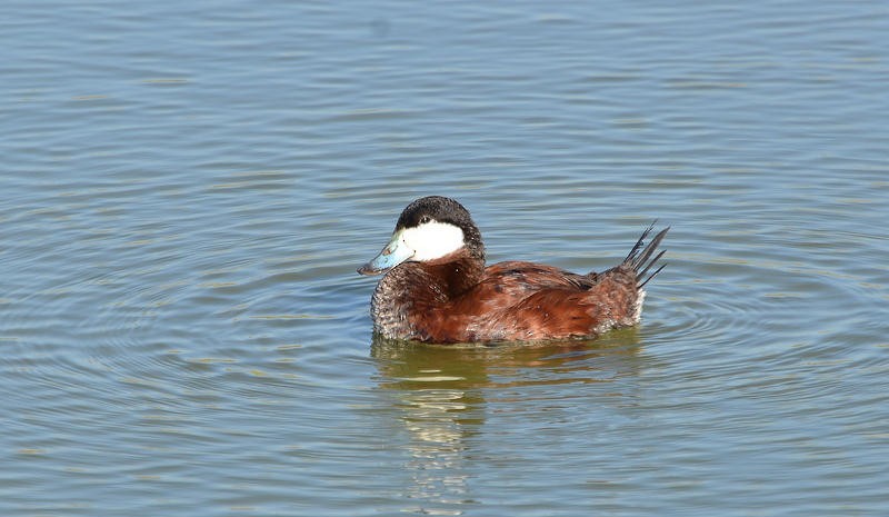 Ruddy Duck - ML26217931