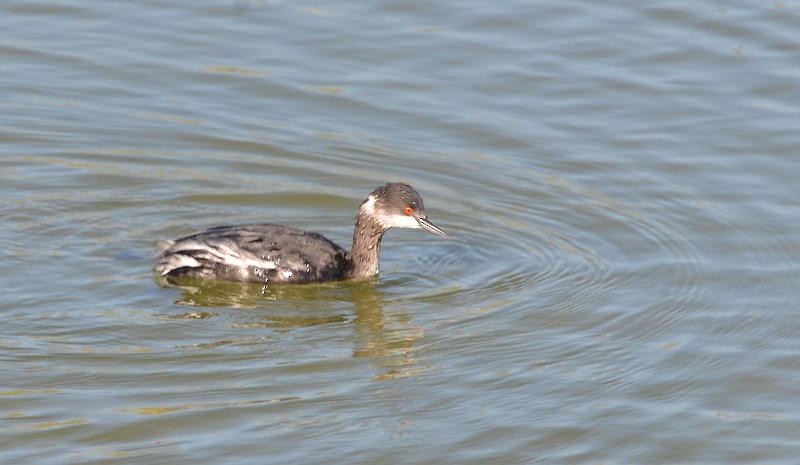 Eared Grebe - ML26217941