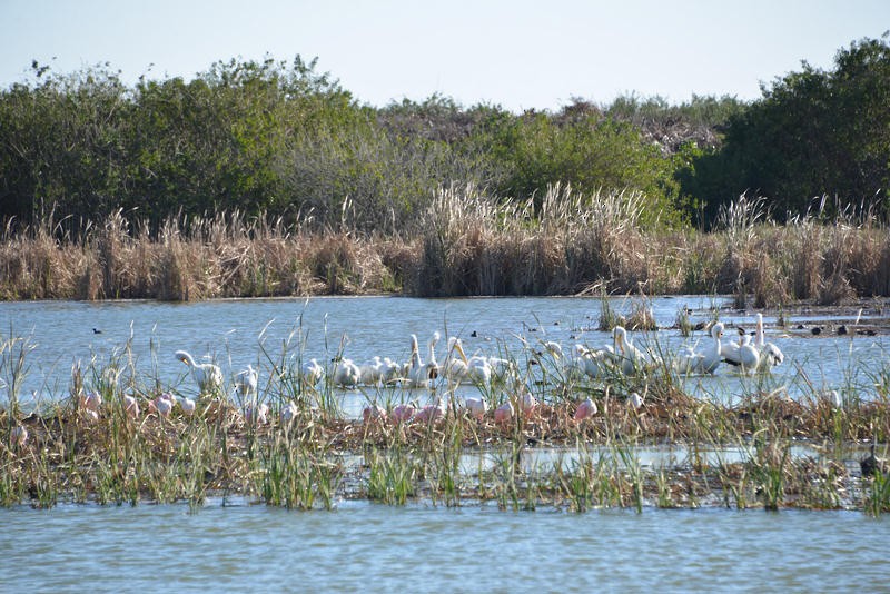 American White Pelican - ML26217961