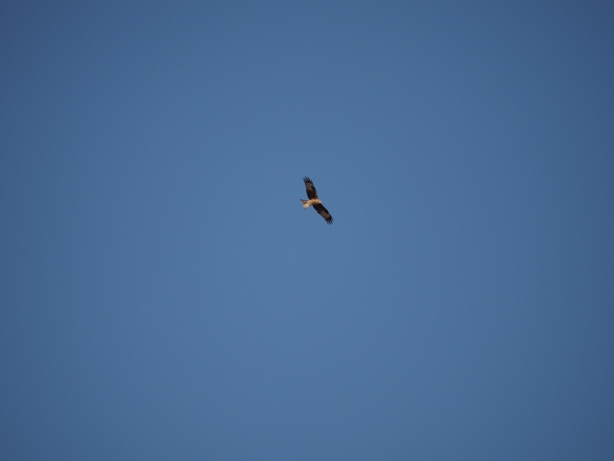 Red Kite - ML262179911