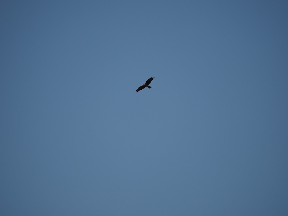Black Kite - ML262180071