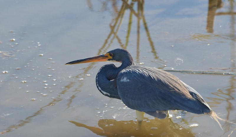 Tricolored Heron - Bob & Sharon Edelen