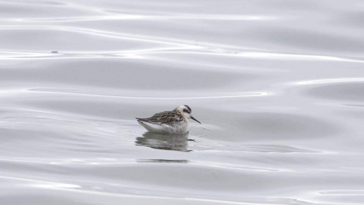 Red-necked Phalarope - ML262180291