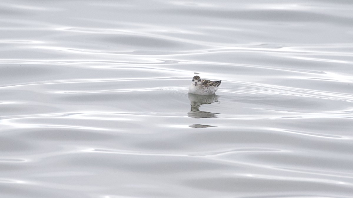 Red-necked Phalarope - John P Richardson