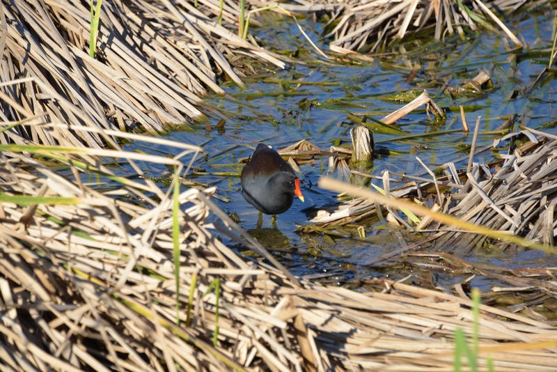 Common Gallinule - ML26218041