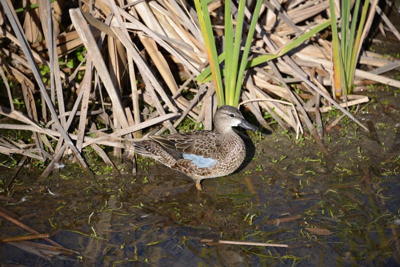 Blauflügelente - ML26218061