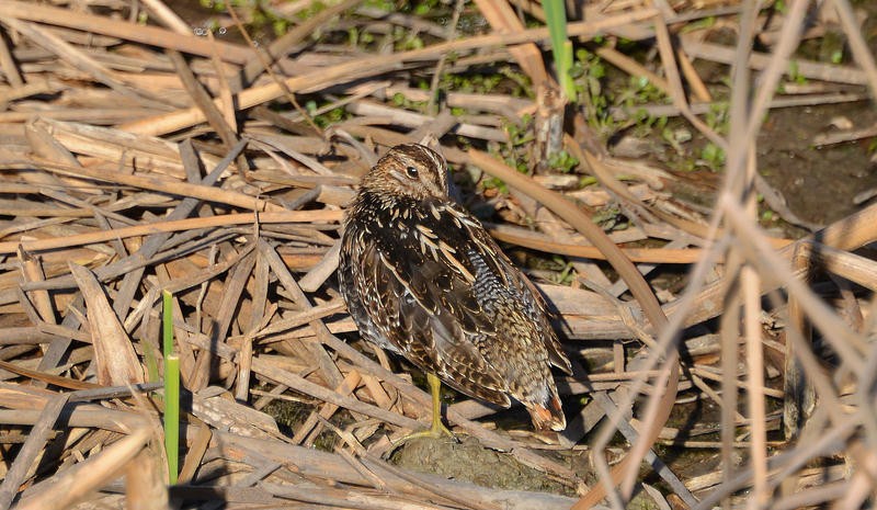 Wilson's Snipe - ML26218111