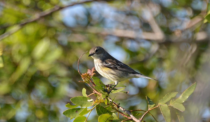 Yellow-rumped Warbler - ML26218121