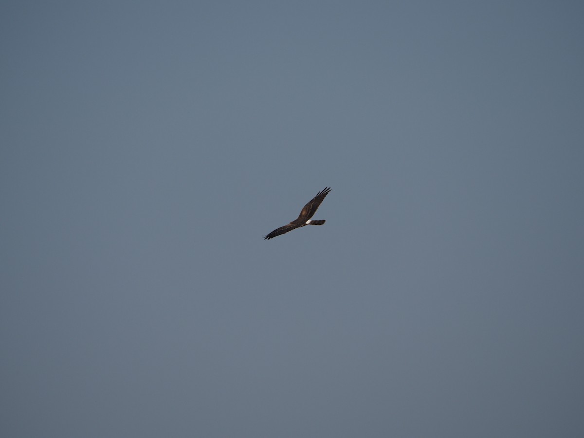 Montagu's Harrier - ML262181321