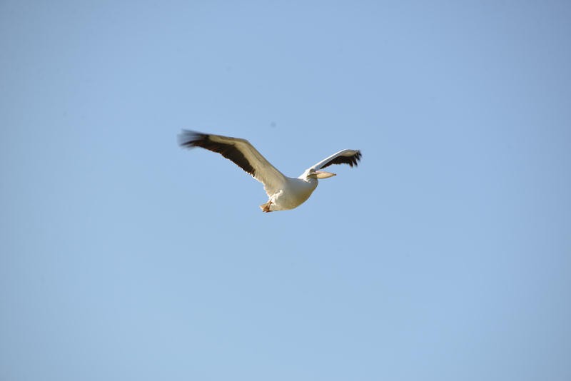 American White Pelican - Bob & Sharon Edelen