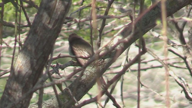 Stolid Flycatcher - ML262182651