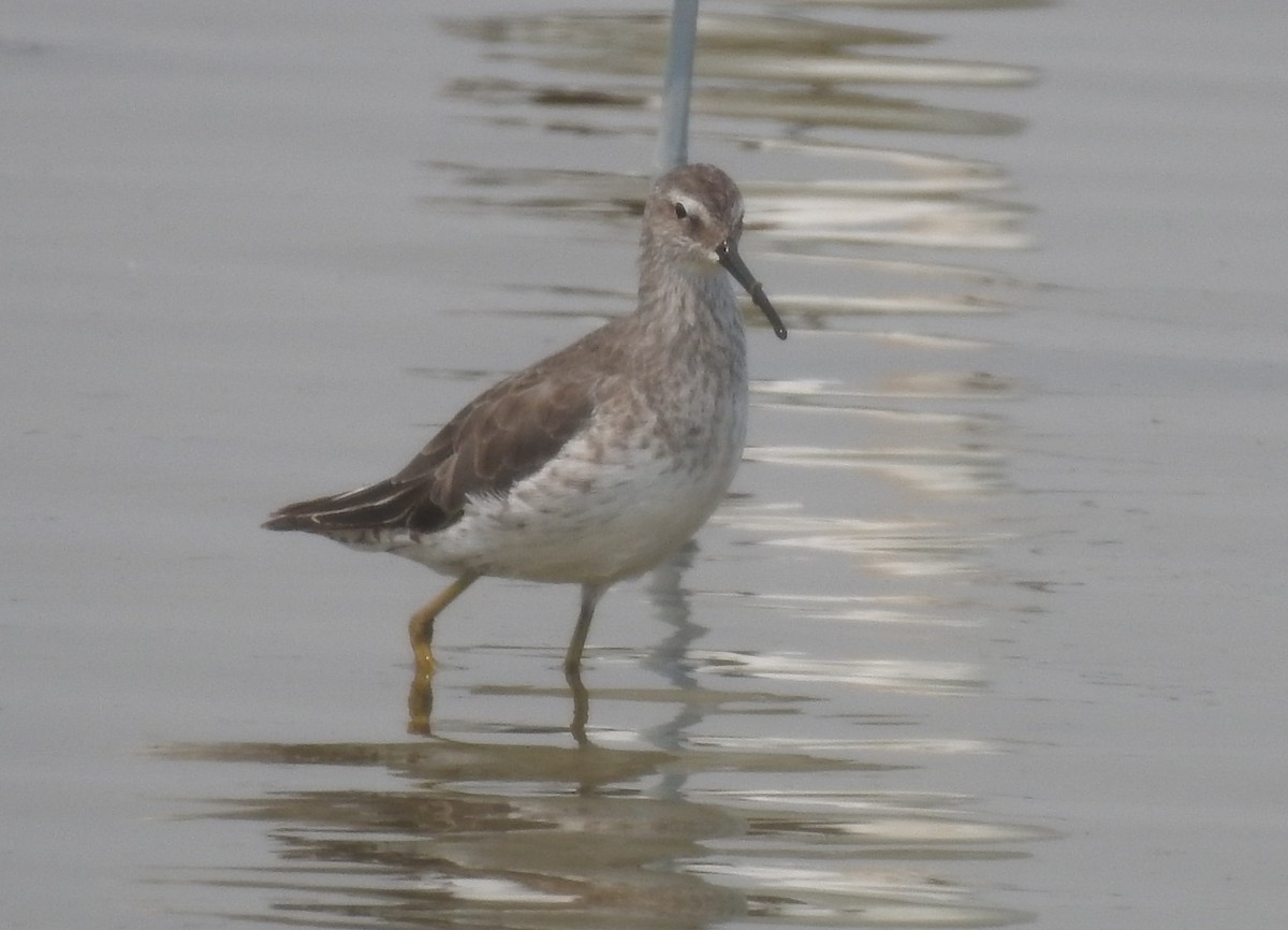 Stilt Sandpiper - ML262183241