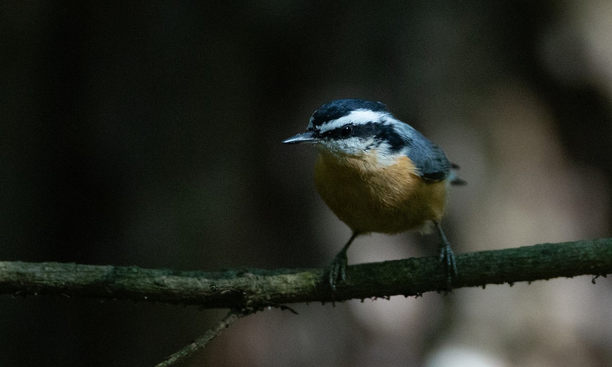 Red-breasted Nuthatch - ML262183421