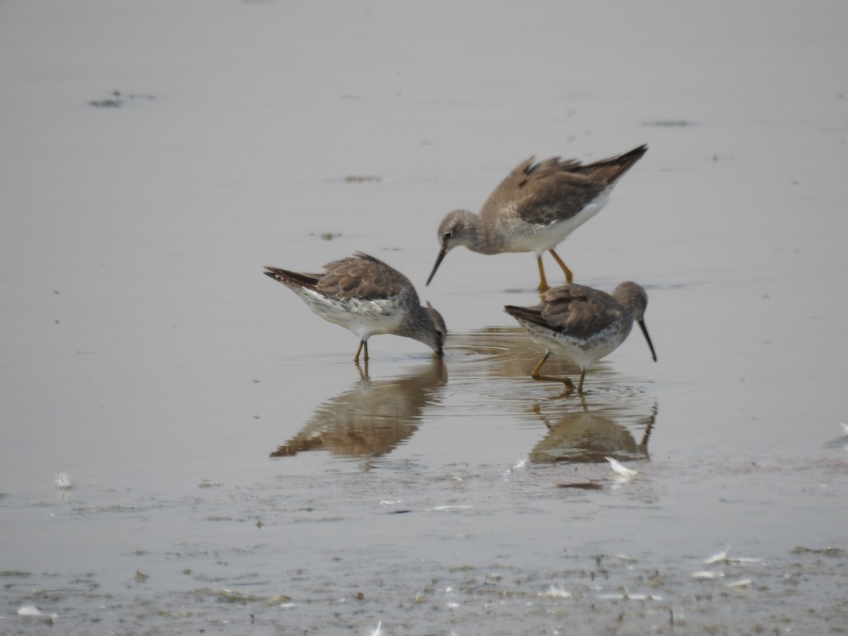 Stilt Sandpiper - ML262184201