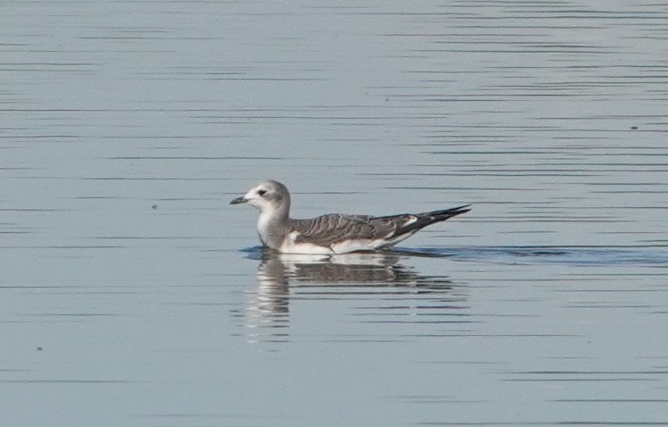 Sabine's Gull - ML262184751