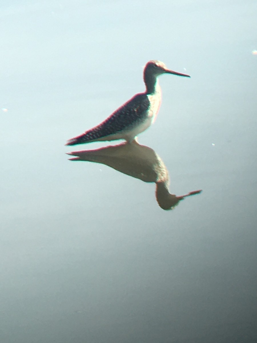 Greater Yellowlegs - ML262185441