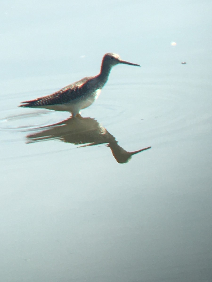 Greater Yellowlegs - ML262185461