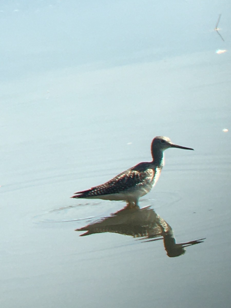 Greater Yellowlegs - ML262185471