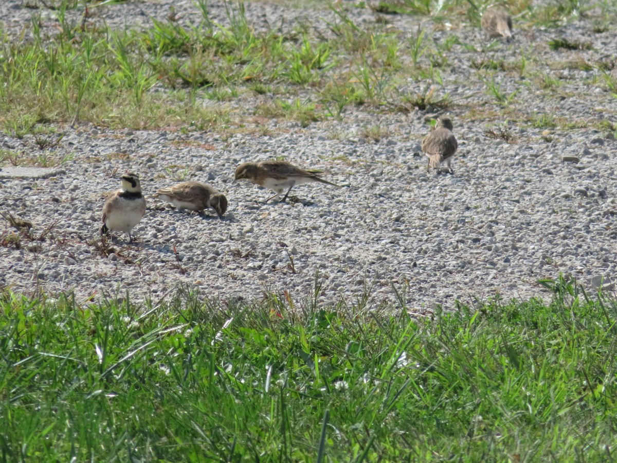 Horned Lark - Julia Billings