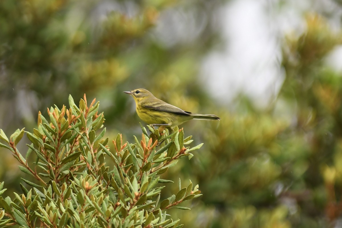 Prairie Warbler - ML262191271