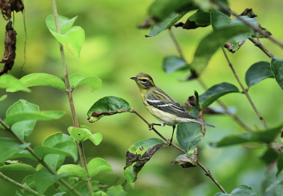 Blackburnian Warbler - Jackie Elmore