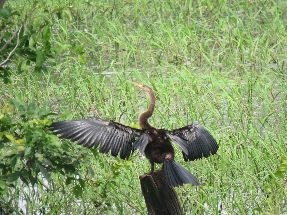 Amerika-Schlangenhalsvogel - ML262192071