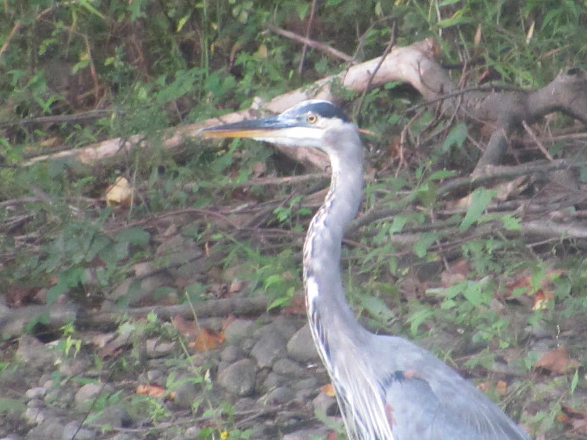 Great Blue Heron - ML262192931