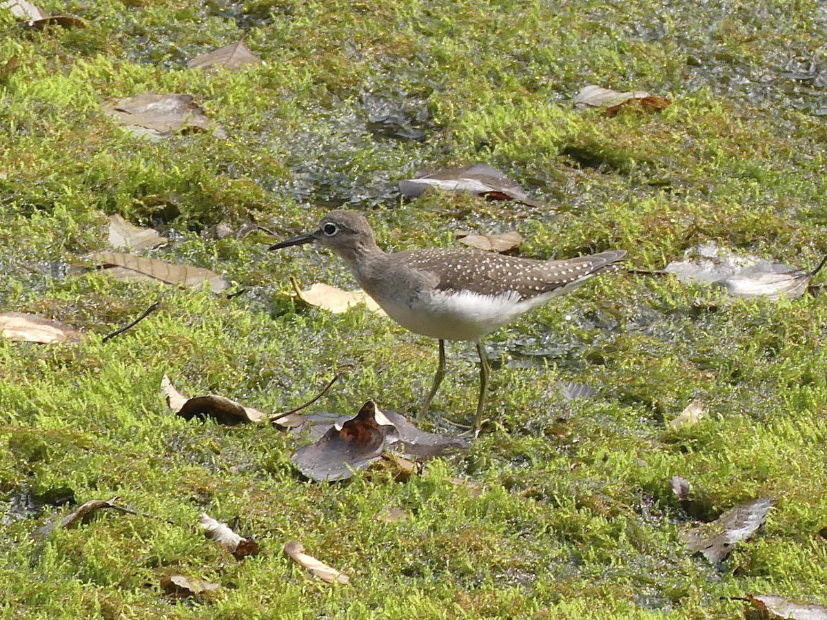 Solitary Sandpiper - Mike McGrenere