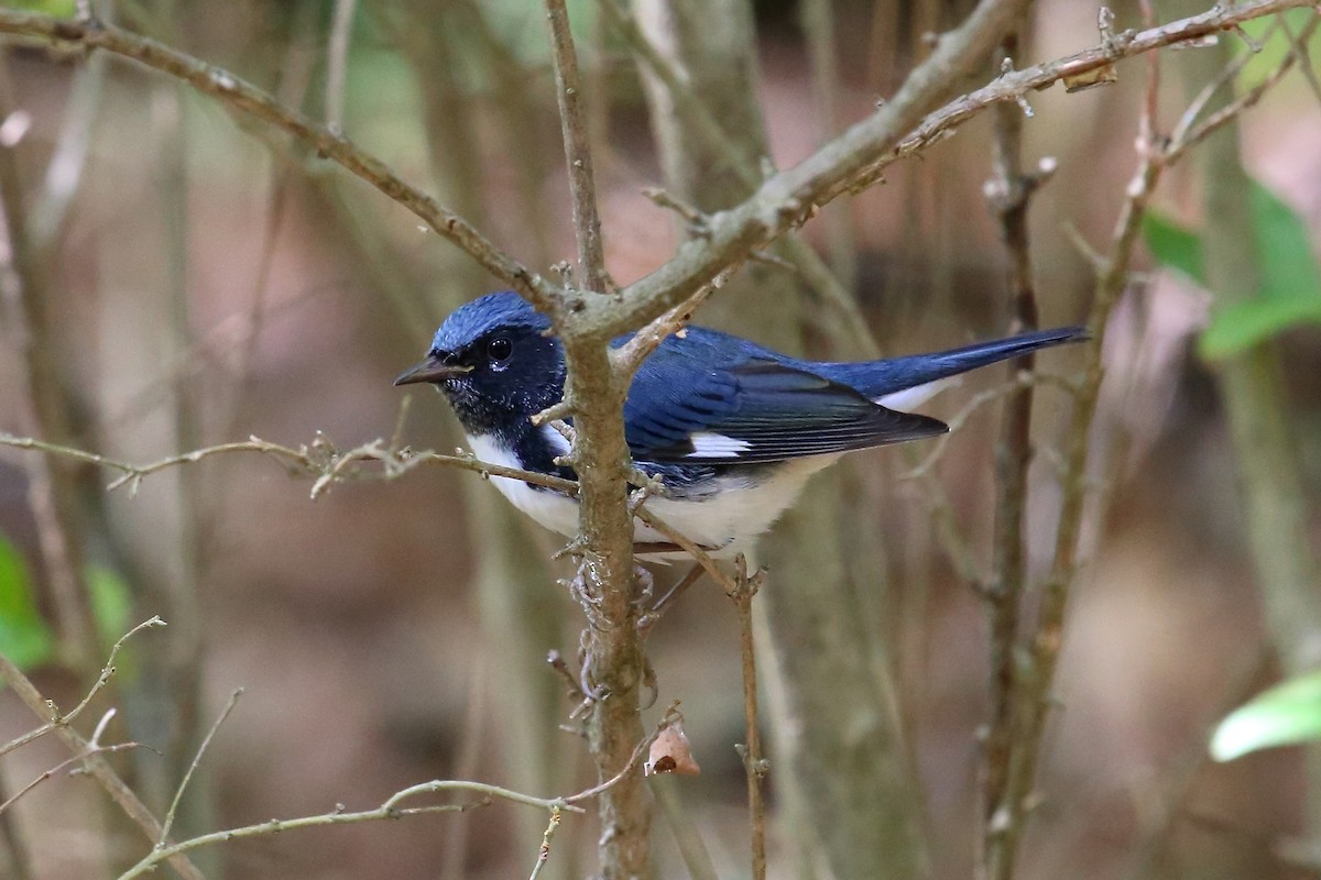 Black-throated Blue Warbler - ML262196371