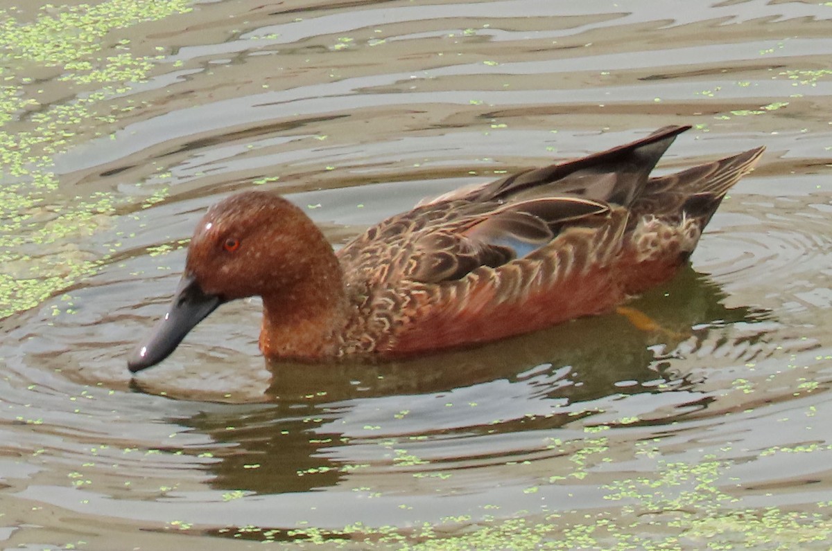 Cinnamon Teal - Diane Etchison