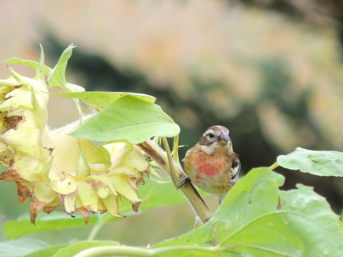 Rose-breasted Grosbeak - ML262199131